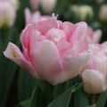 Tulipa Foxtrot - Dubbele vroege tulp