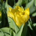Tulipa Yellow Baby - Dubbele vroege tulp