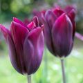 Tulipa Merlot - Leliebloemige tulp