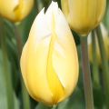 Tulipa fosteriana Sweetheart - Fosteriana-tulp