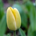Tulipa fosteriana Yellow Purissima - Fosteriana-tulp