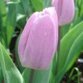 Tulipa Candy Prince - Vroegbloeiende enkele tulp