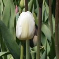 Tulipa White Marvel - Enkele vroege tulp
