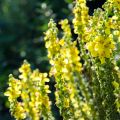 Verbascum olympicum - Toorts