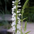 Veronica longifolia Charlotte - Lange ereprijs