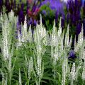 Veronica spicata Alba - Aar-ereprijs