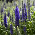 Veronica spicata Royal Candles Glory - Aar-ereprijs