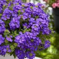Verbena Vepita Pearl Blue - Hangverbena