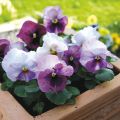 Viola EVO PINK SHADE - Grootbloemige viool