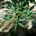 Vitex agnus-castus Albus - Kuise boom