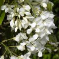 Wisteria venusta - Blauwe regen