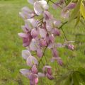 Wisteria venusta Rosea - Blauwe regen