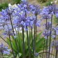 Agapanthus Graphite Blue - Afrikaanse lelie