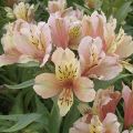 Alstroemeria Inca Ice - Incalelie