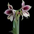 Amaryllis Papilio - Hippeastrum