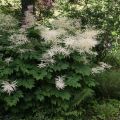 Aruncus dioïcus sylvestris - Geitenbaard