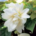 Begonia Belleconia Snow - Hangbegonia