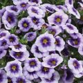 Calibrachoa Eyeconic Purple - Mini petunia