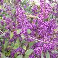 Callicarpa bodinieri var. giraldii Profusion - Schoonvrucht