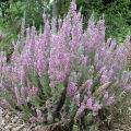 Calluna vulgaris Silver Knight - Zomerheide