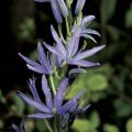 Camassia leichtlinii subsp. suksdorfii Caerulea - Prairielelie
