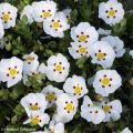 Cistus lusitanicus Decumbens - Rotsroos
