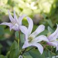 Clematis texensis Mienie Belle - Bosrank