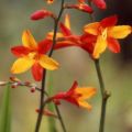 Montbretia Fire King - Crocosmia