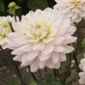 Dahlia Diana's Memory - decoratieve dahlia