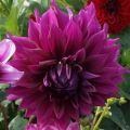 Dahlia Thomas Edison - grootbloemige dahlia