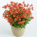 Diascia Breezee Plus Orange - Elfenspoor