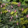 Dicentra eximia Stuart Boothman - Gebroken hartje