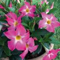 Dipladenia BELLA Pink Star - Mandevilla