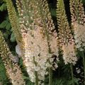 Eremurus robustus - Reuzen-steppenlelie