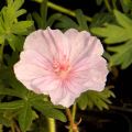 Geranium sanguineum var. striatum - Bloedooievaarsbek
