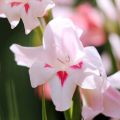 Gladiolus colvillei Elvira - Colville-gladiool