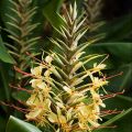 Hedychium gardnerianum - Siergember