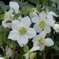 Helleborus HGC Paradenia - Lenteroos