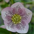 Helleborus Pink Spotted - Lenteroos