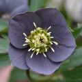 Helleborus Slaty Blue - Lenteroos
