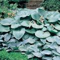Hosta Big Daddy - Hartlelie