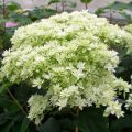 Hydrangea arborescens Hayes Starbust - struikhortensia