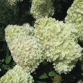 Hydrangea paniculata Limelight - Pluimhortensia