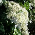 Hydrangea petiolaris - Klimhortensia