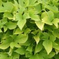 Ipomoea batatas Sweet Caroline Light Green - Zoete aardappel