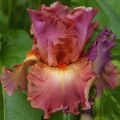 Iris germanica Dame de Coeur - Baardiris
