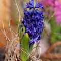 Hyacint Blue Pearl - Hyacinthus orientalis