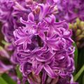 Hyacint Purple Sensation - Hyacinthus orientalis