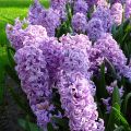 Hyacint Splendid Cornelia - Hyacinthus orientalis