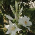 Lilium candidum - Madonnalelie